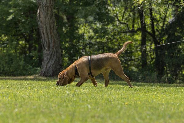 Hunting the clean boot, mantrailing, Bloodhound, line-up,runner,