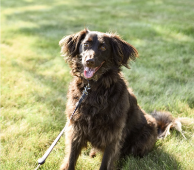 Boykin Spaniel, South Carolina, state dog, bourbon, High Cotton Bourbon, Hollow Creek,