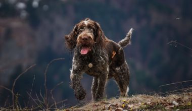 German Wirehaired Pointer, GWP, Deutsch Drahthaar, Capstaff Papers, Genevieve Capstaff, AKC, AKC Library & Archives, Breed History, Archival Discovery, Foundation Stock, Pedigrees, AKC Registration, Breed Recognition, Sporting Dogs, Hunting Dogs