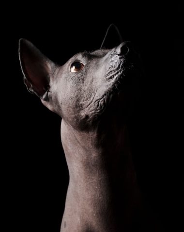 Xoloitzcuintli, Xolo, Mexican Hairless Dog, Mictlan, Mexica, Aztec Mythology, Afterlife, Dogs in Mythology, Cerberus, Dante's Inferno, Yama, Rigveda, Florentine Codex, Iris DeMent, Dog Recognition, death, afterlife, underworld, Dante's inferno
