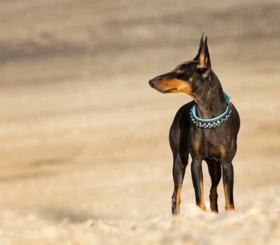 Manchester Terrier, thumb mark, pencilling, breeching