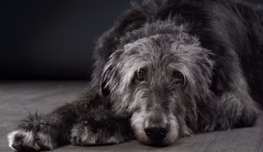 Scottish Deerhound, Westminster,  George Shepard Page, Duke of Sutherland, Dunrobin Castle, CH Olga, Duchess of Wellington,Elizabeth Sanfilippo,Bruar II, Bonnie Robin
