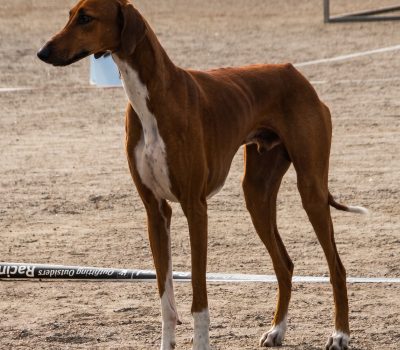 Azawakh, Azawakh Hip Bones, Pelvis, Hip Bones, Breed Standard, AKC, FCI, United Kennel Club, Sighthounds, Hunting Dogs, Dog Conformation, Gait, Topline, Hindquarters, Sahel