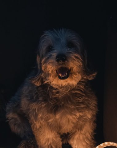 Dandie Dinmont Terrier, Scottish gin, Selkirk Distillers.