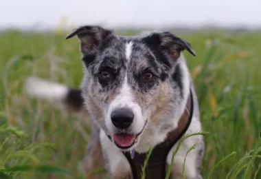 Koala, Koolie, Coolie, Australian Koolie, conservation dog,